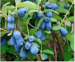 Honeyberry 4-Plant Collection