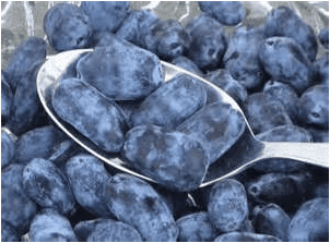 Honeybee Honeyberry