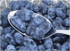 Honeybee Honeyberry | Peaceful Heritage Nursery