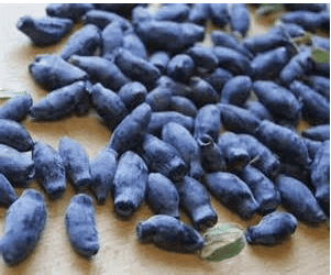 Indigo Treat Honeyberry