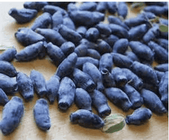 Indigo Treat Honeyberry