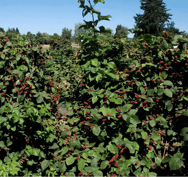 Galaxy Blackberry - Bundles