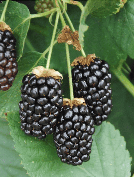 Galaxy Blackberry - Bundles