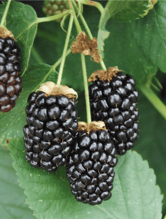 Galaxy Blackberry - Bundles