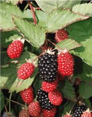 Twilight Blackberry - Bundles