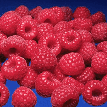 Prelude Red Raspberry Bundles