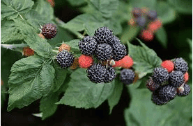 Bristol Black aspberry Bundles | Peaceful Heritage Nursery