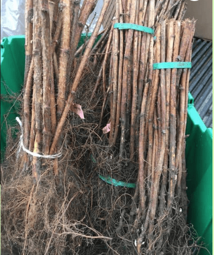 Nova Cold Hardy Red Raspberry Bundles