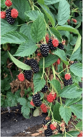 Prime Ark Horizon Blackberry Bundles