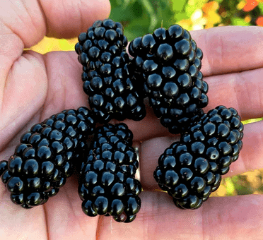 Prime Ark Traveler Blackberry Bundles