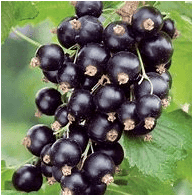 Black September Currant