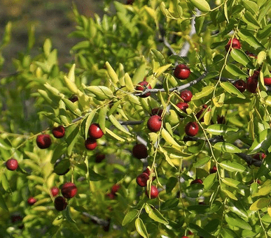 Jujube 2- Year Seedlings - Zizyphus spinosa  NATURALLY GROWN