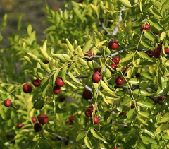 Jujube Seedlings - Zizyphus spinosa  | NATURALLY GROWN