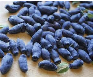 Aurora Honeyberry - NEW!