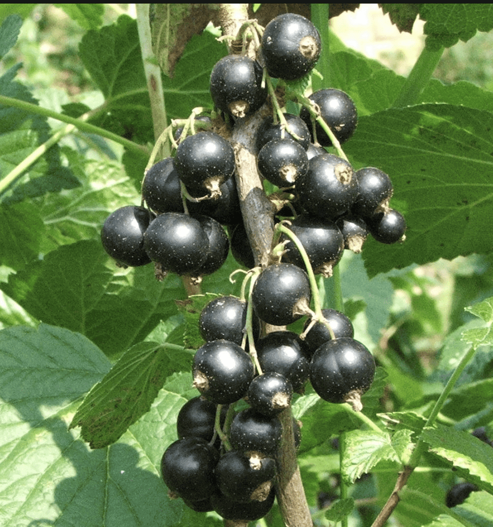 Black September Black Currant | Peaceful Heritage