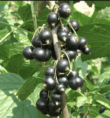 Titania Black Currant - NATURALLY GROWN