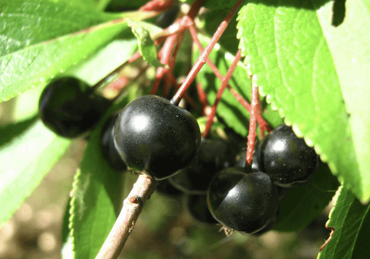 Nero (Dwarf) Aronia