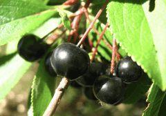 Nero (Dwarf) Aronia | Naturally Grown