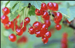 Viking Red Currant