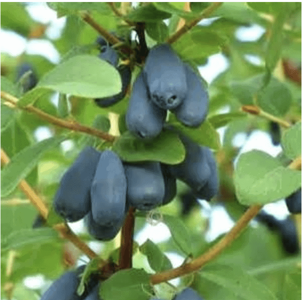 Berry Blue Honeyberry