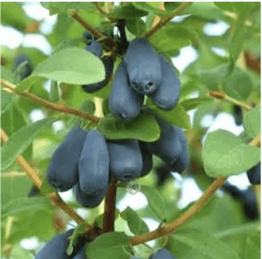 Berry Blue Honeyberry