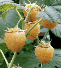 Anne Yellow Raspberry Bundles