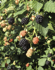 Von Blackberry Bundles