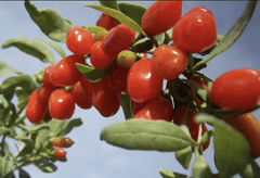 Crimson Star Goji Berry | Peaceful Heritage Nursery