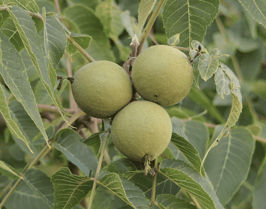 Black Walnut Tree (Juglans nigra)