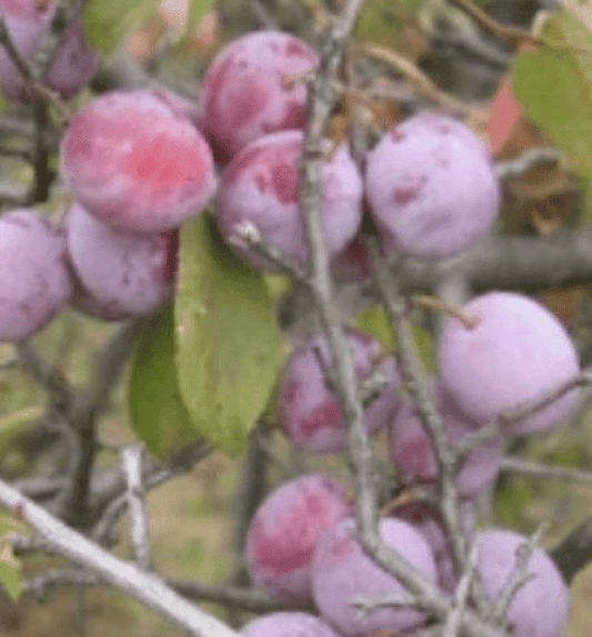 Wild Plum (Prunus americana)