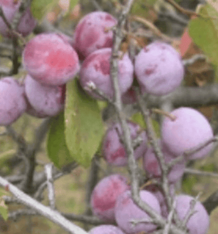 Wild Plum (Prunus americana)