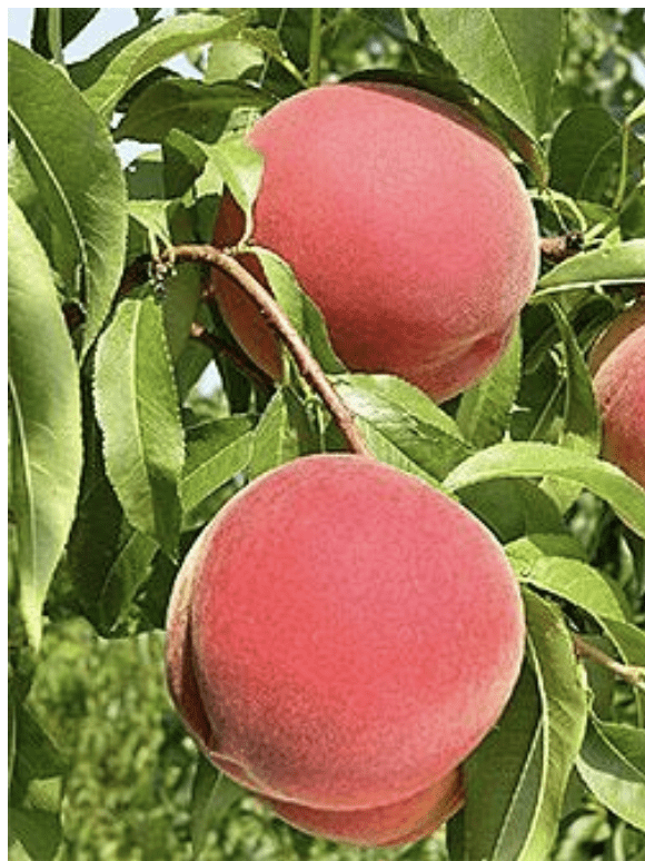 Messina Peach | Peaceful Heritage Nursery