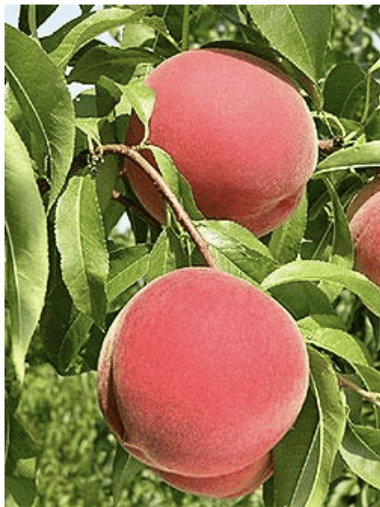 Messina Peach | Peaceful Heritage Nursery