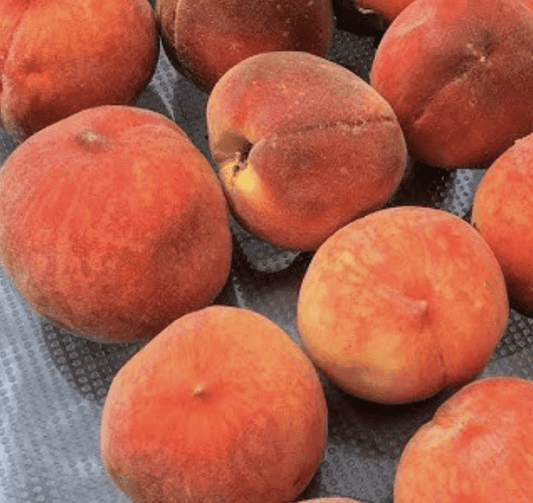 Sweet Joe Peach | Peaceful Heritage Nursery