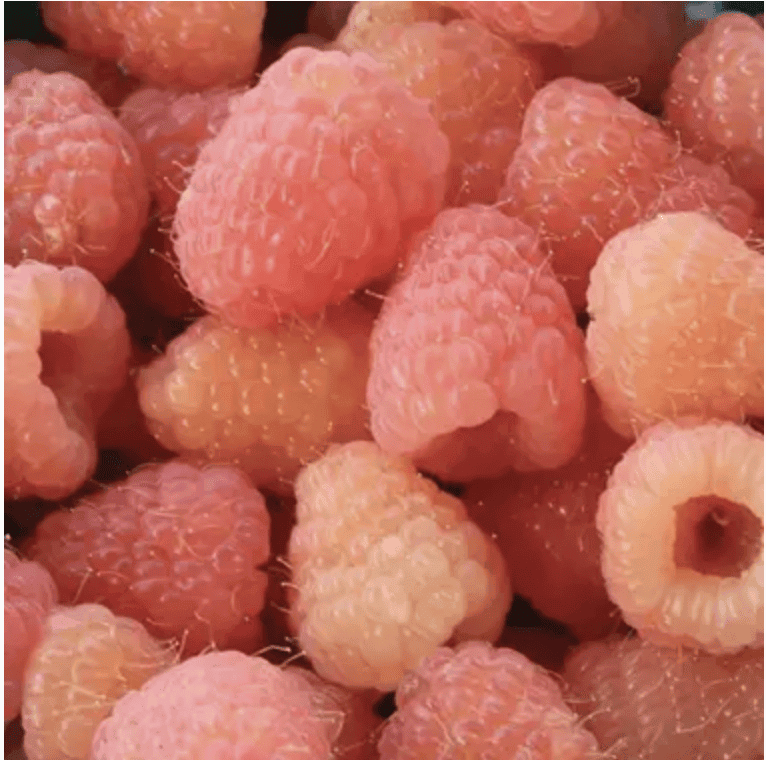 Double Gold Yellow Raspberry Bundles | Peaceful Heritage Nursery