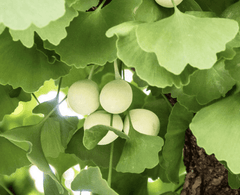 Gingko Biloba | Naturally Grown