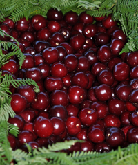 Juliet Bush Cherry - NEW!!!