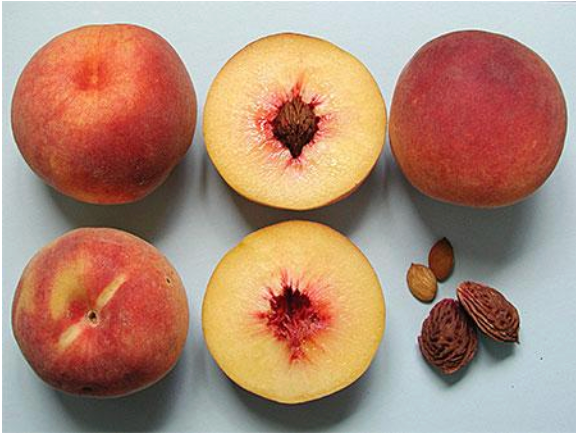 September Rose™ Peach | Peaceful Heritage Nursery