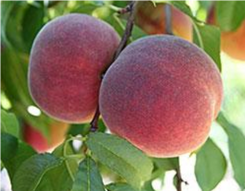 September Rose™ Peach | Peaceful Heritage Nursery