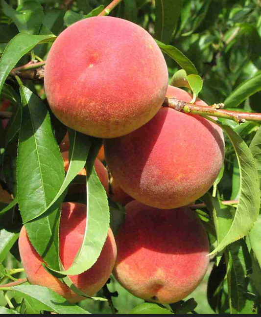 Victoria® Peach | Peaceful Heritage Nursery