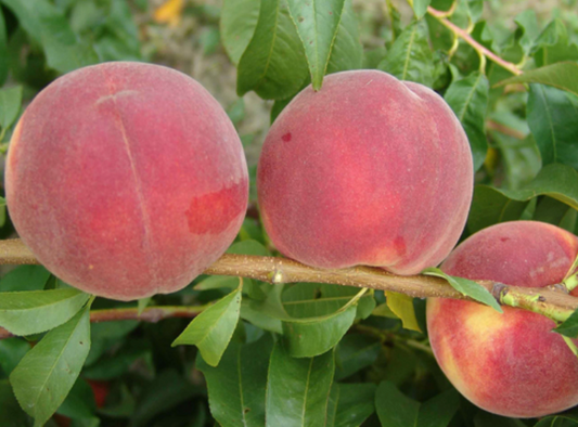 Flameprince Peach | Peaceful Heritage Nursery