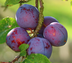 Methley Plum | Peaceful Heritage Nursery