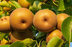 Kosui Asian Pear - NEW!!!