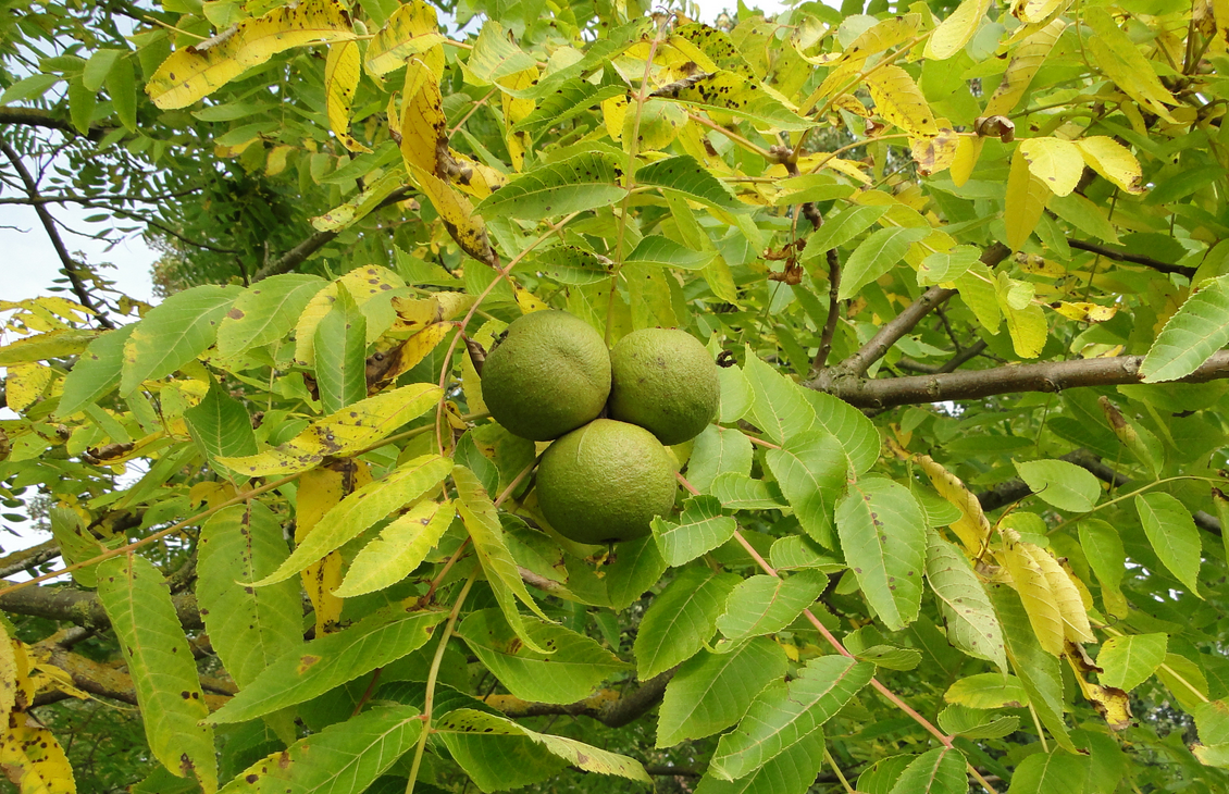 Black Walnut Tree Juglans Nigra | Peaceful Heritage Nursery