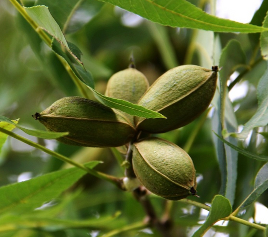 Pecan Tree Seedlings | Peaceful Heritage Nursery