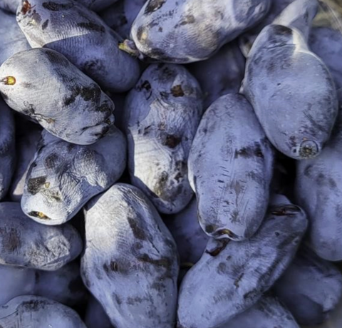 Boreal Bliss Honeyberry | Peaceful Heritage Nursery