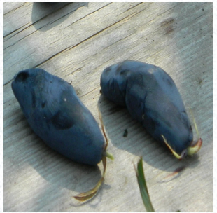 Boreal Blizzard Honeyberry | Peaceful Heritage Nursery