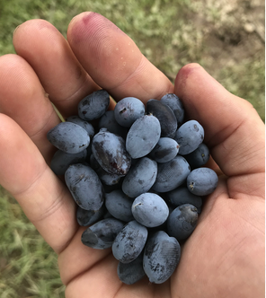 Giant's Heart TM Honeyberry | Peaceful Heritage Nursery