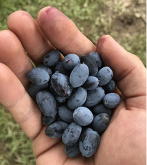 Giant's Heart TM Honeyberry | Peaceful Heritage Nursery