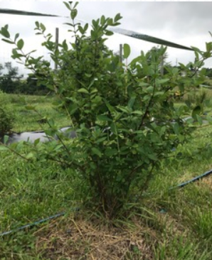 Strawberry Sensation TM Honeyberry | Peaceful Heritage Nursery